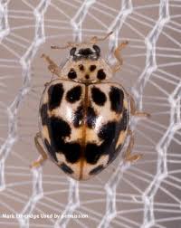 Image result for Blotiella natalensis