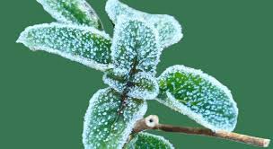 Saints de Glace : tout ce que l'on sait à l'instant — image 4