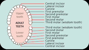 Dental Care For Baby Teeth Gums Raising Children Network