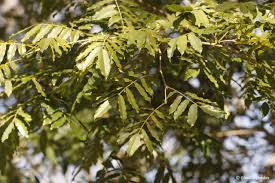 Image result for Millettia grandis