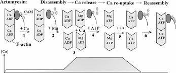 Creates a perfect seal between the speaker and the plate. Fundamental Role Of Microvilli In The Main Functions Of Differentiated Cells Outline Of An Universal Regulating And Signaling System At The Cell Periphery Lange 2011 Journal Of Cellular Physiology Wiley Online Library
