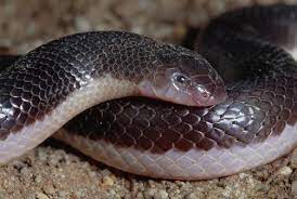 Any Snake That Can Rotate A Fang Outward So That It Flips Like A Switchblade And Passes Through A Still Closed Mouth To Sta Snake Snake Images Beautiful Snakes