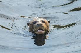 Sometimes it would even weigh up to 30 kilograms. Giant Otter Thought To Be Extinct In Argentina Resurfaces Literally