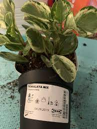 The plant mix offered by ikea under the name himalayamix contains different types of plants based on as with many other plants in the himalayan mix, the spider plant should be watered well, but. Pin On Gardening