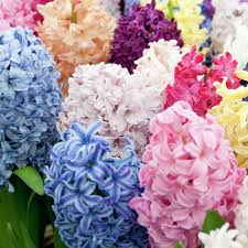 Great savings free delivery / collection on many items. Van Zyverden Hyacinths Easter Basket Blend Set Of 12 Bulbs Walmart Inventory Checker Brickseek