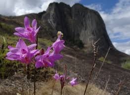 Image result for Polystachya dendrobiiflora