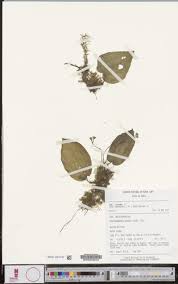 Image result for Cincinnobotrys