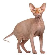 The 10 Most Unique Looking Cat Breeds The Catington Post