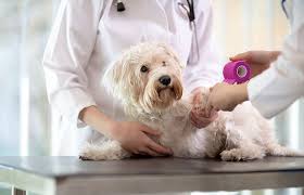 We are a unique animal hospital. Animal Emergency Clinic Ladera Ranch 24 Hour Dog Emergency Clinic