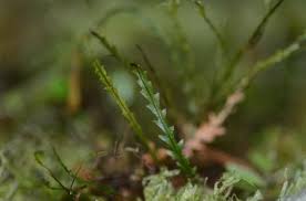 Image result for Cochlidium