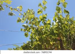 Image result for Calepitrimerus vitis
