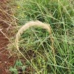 Image result for Sehima