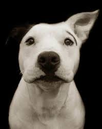 Photographer Captures Moving Close Ups Of Shelter Dogs Helps Them Find Homes Shelter Dogs Dogs Dog Help