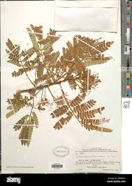 Image result for Albizia adianthifolia