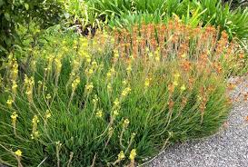 Image result for Bulbine asphodeloides