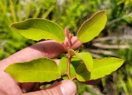Image result for Eucalyptus torelliana