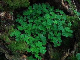 Wood sorrel looks like a clover, but is actually an entirely separate genus called oxalis.this genus name is important because wood sorrel, like sweet potato, spinach, peanuts, and kale, contains oxalic acid, which can be dangerous in large doses if you're not accustomed to it. Wood Sorrel Fairy Bells Wood Sour Cuckoo S Meat Oxalis Acetoslla