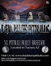 Bbk have blue nose pitbull puppies for sale and xl american bully puppies for sale. Deja Blues Pitbulls Welcome