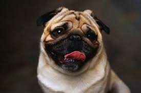 Pug 6573901 Uludag Sozluk