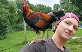 regret buying backyard chickens