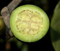 Image result for Anthocleista