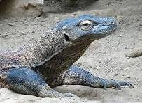Amazon.com: Komodo - Póster laminado de reptil de lagarto ...