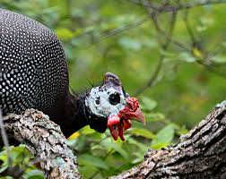 #3 maryland (championship) (m lacrosse). The Guinea Fowl Interesting Facts And Information Owlcation