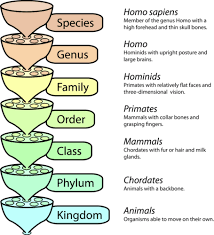Organization Of Living Things Read Biology Ck 12