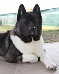 Kodi is a male american akita dog for adoption to a very loving home in or near maple valley, washington. Rhea Of Wolf Point 1 9 Years Old American Akita Americanakita From Romania American Akita Dog American Akita Akita Dog