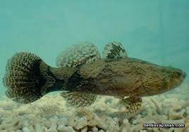 Ikan cupang atau ikan yang bernama latin betta sp merupakan salah satu ikan hias yang memiliki kecantikan luar biasa. Ikan Paling Mahal Di Malaysia Sentiasa Panas