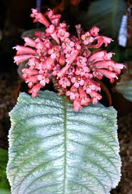 Image result for Streptocarpus myoporoides