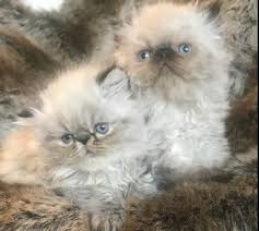 #cat #furry friend #british longhair #vince #cat therapy #pet #depression #mental health #spoons #xxsweetestpsychoxx. Khloe S Kittens Persian Kittens For Sale Himalayan Kittens For Sale Exotic Shorthair Kittens For Sale Exotic Longhair Kittens For Sale