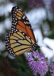 Image result for Stathmostelma pedunculatum