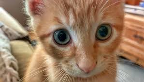 A visual guide to identifying cats 9. Orange Kitten Eyes Vashon Photography Animals Birds Fish Cats Kittens Non Pedigreed Cats Tabby Cat Artpal