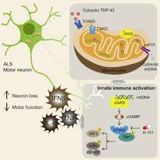 Animal cell that lacks mitochondria. Tdp 43 Triggers Mitochondrial Dna Release Via Mptp To Activate Cgas Sting In Als Sciencedirect