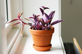 Maybe you would like to learn more about one of these? 10 Plantes D Interieur Qui Ne Sont Pas Vertes Mango And Salt