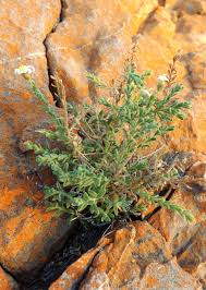 Image result for Felicia clavipilosa