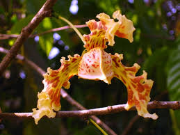 Image result for Monodora