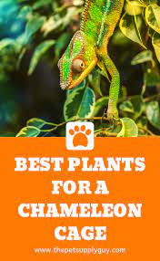Best Plants For A Chameleon Cage Chameleon Safe Plants Chameleon Cage Veiled Chameleon Chameleon