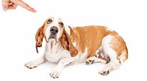 Disciplining your pup should never consist of negative reinforcement. Punishment In Dog Training