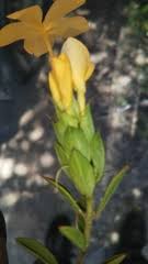 Image result for Barleria holubii