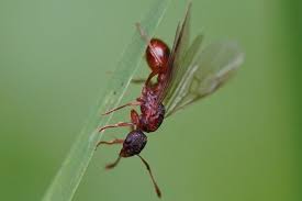 Thankfully, these flying pests are nothing more than, well, pests. Flying Ant Day When Winged Ants Take Their Nuptial Flight Natural History Museum