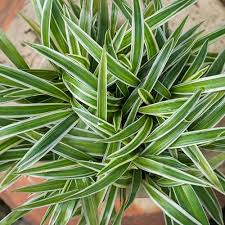 Image result for Chlorophytum minor