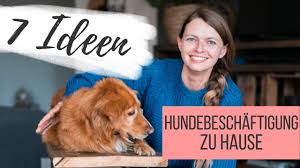 4 coole diy ideen | hund drinnen geistig beschäftigen 2021, kann. Hundebeschaftigung Im Haus 7 Ideen Fur Artgerechte Spiele Lilies Diary Anzeige Youtube