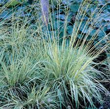 Image result for Moraea carsonii