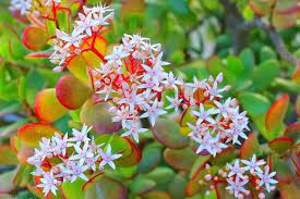 Crassula Ovata Hummel S Sunset Jade Plant Hummel S Sunset Crassula Ovata Sunset Red Crassula Red Jade Plant Red Succ Jade Plants Crassula Ovata Plants