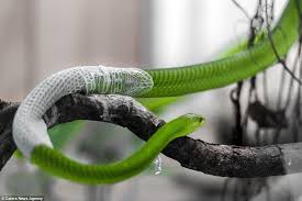 Asssssstounding Footage Shows A Green Mamba Shedding Its Skin Snake Shedding Snake Shed