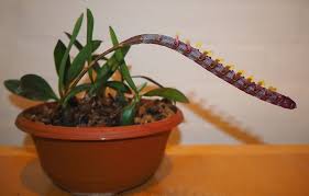 Image result for Bulbophyllum falcatum