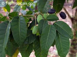 Image result for Canarium