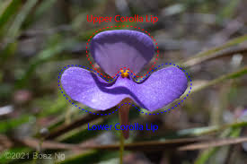 Image result for Utricularia tortilis